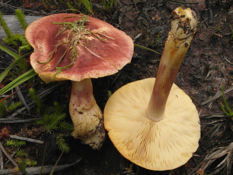 Tricholomopsis rutilans